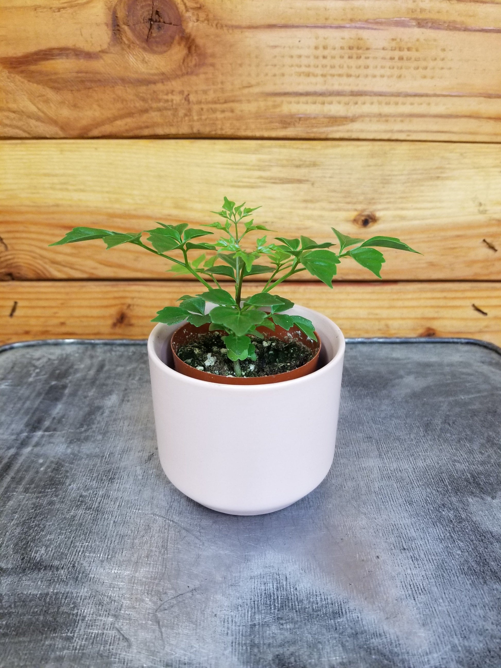 Radermachera Sinica China Doll, 2" Plant - Tampa Home & Garden Store