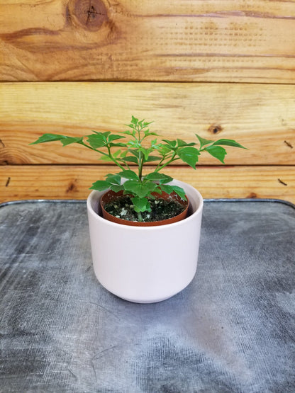 Radermachera Sinica China Doll, 2" Plant - Tampa Home & Garden Store