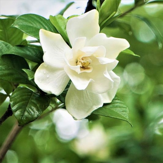 Radicans Gardenia plant with white blooms and glossy green leaves on Tampa Home & Garden Store