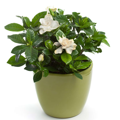 Radicans Gardenia plant with glossy green leaves and white blooms in a green pot on Tampa Home & Garden Store