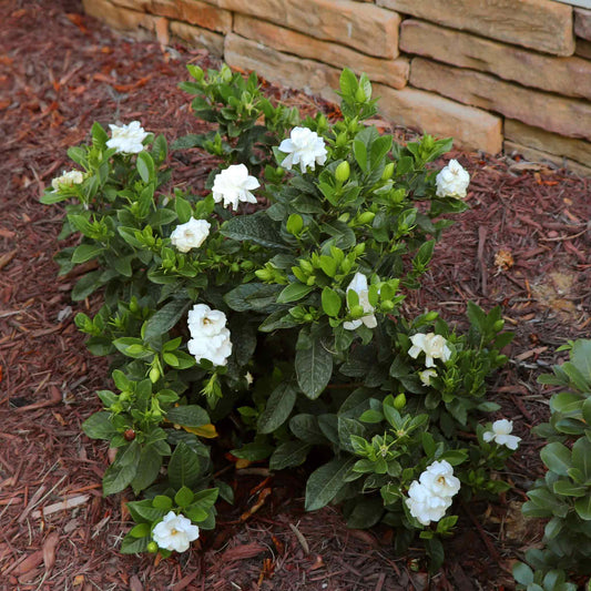 Radicans Gardenia plant, white blooms, glossy green leaves by Live Good Logistics on Tampa Home & Garden Store