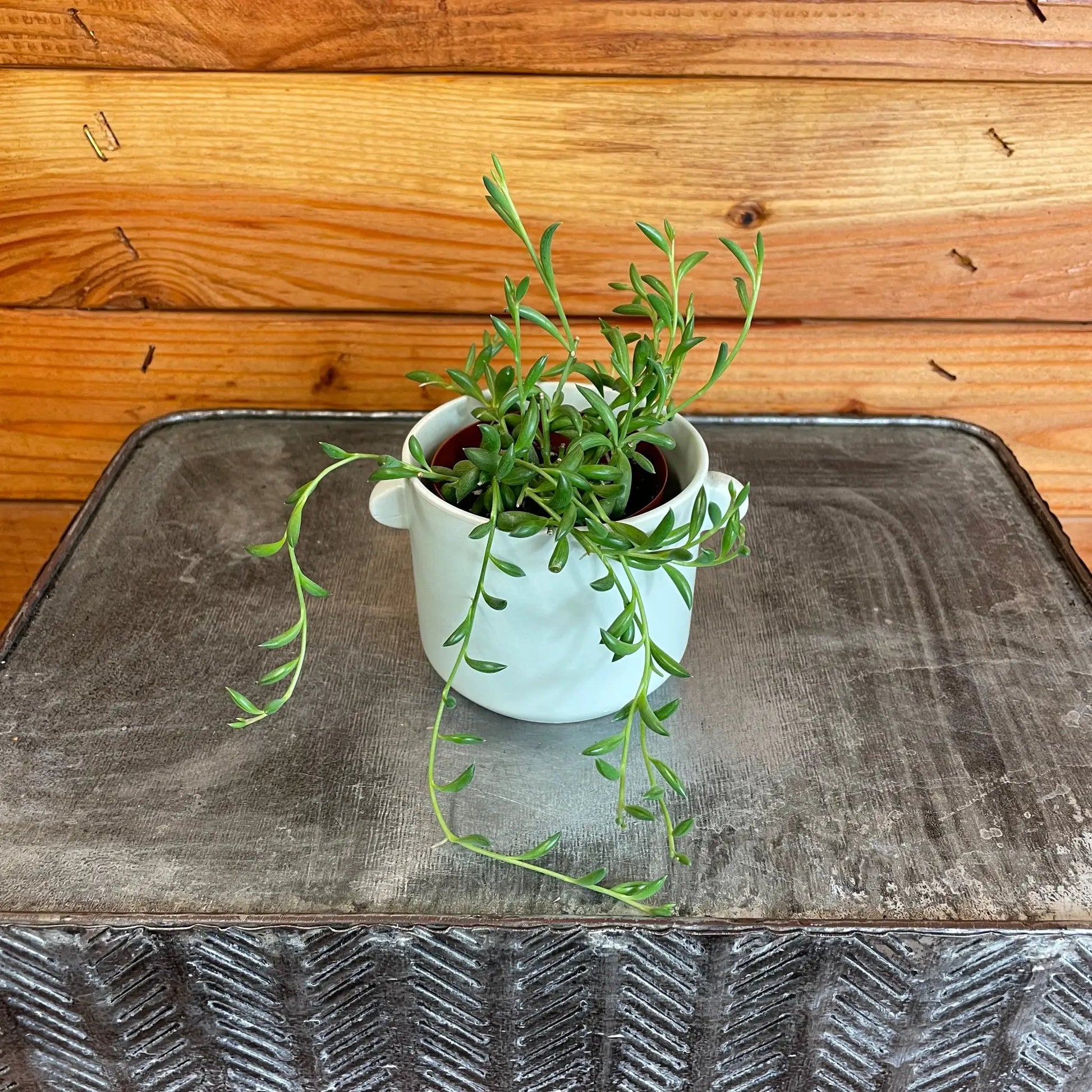 Radicans String of Bananas 2-inch plant with green stems and banana leaves in a white pot on Tampa Home & Garden Store