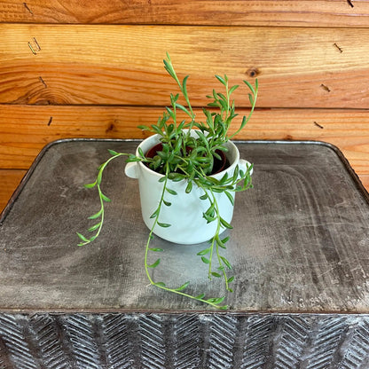 Radicans String of Bananas 2-inch plant with green stems and banana leaves in a white pot on Tampa Home & Garden Store