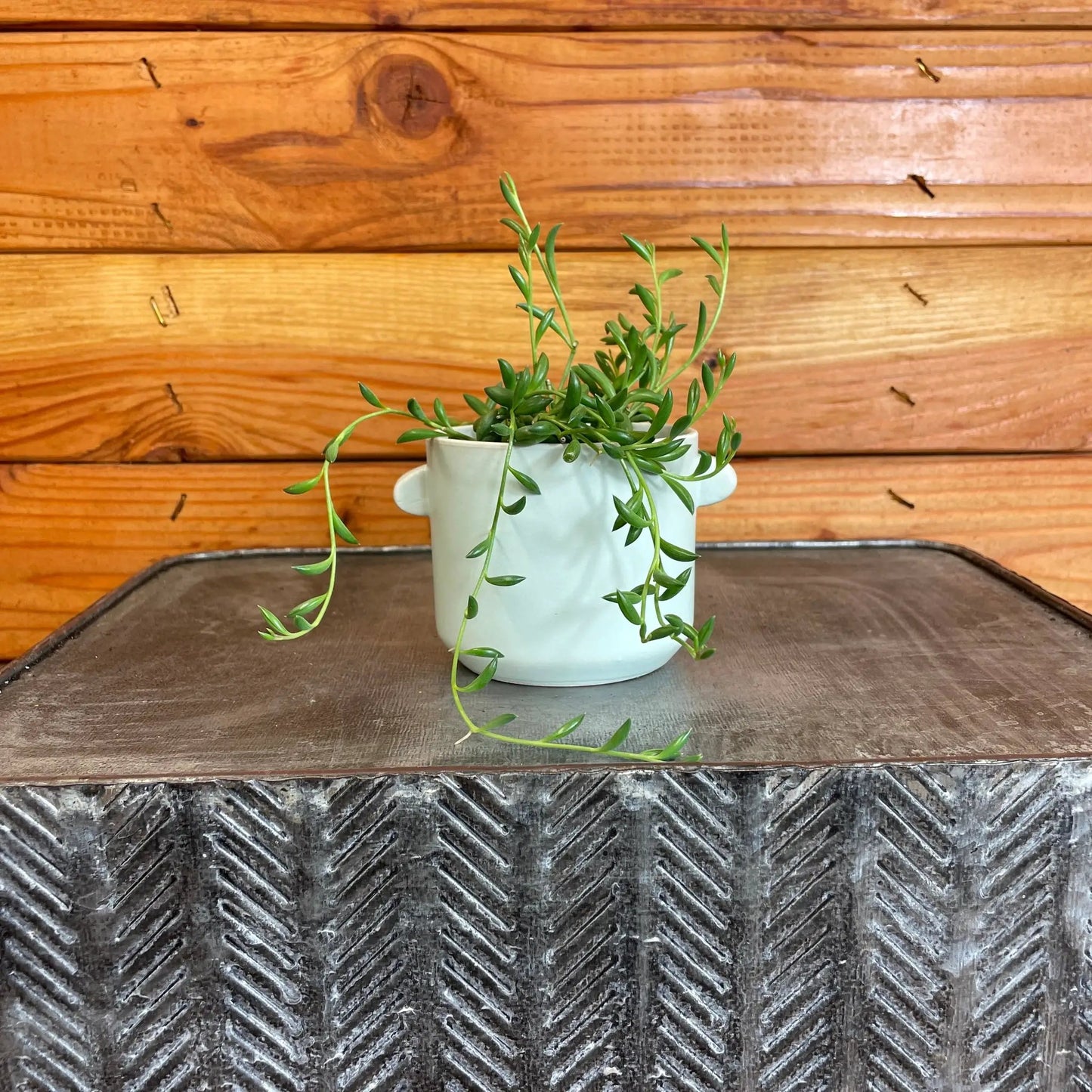 Radicans String of Bananas 2 inch plant with trailing green leaves in pale blue pot on Tampa Home & Garden Store