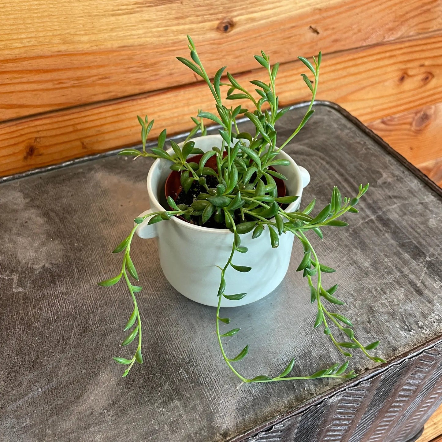 Radicans String of Bananas 2 inch plant with green trailing leaves in a small white pot on Tampa Home & Garden Store
