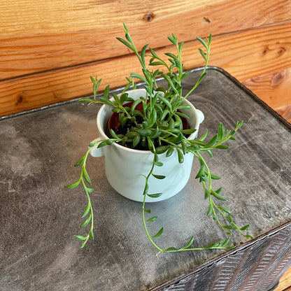 Radicans String of Bananas 2 inch plant with green trailing leaves in a small white pot on Tampa Home & Garden Store