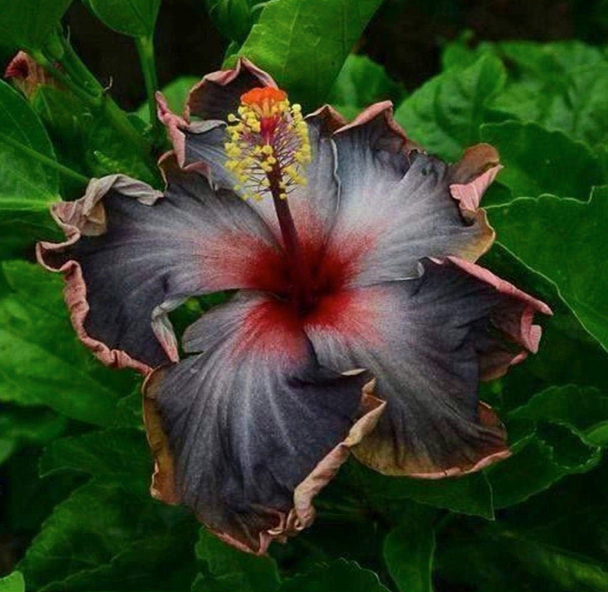 Rare Black Pink Purple Hibiscus Seeds "Black Rainbow" Giant Flower Tropical Seeds - Perennial - Easy to Grow - Huge Flowers - Tampa Home & Garden Store