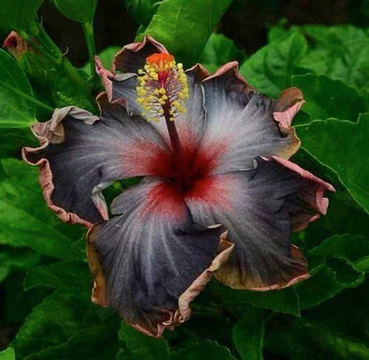 Rare Black Pink Purple Hibiscus Seeds "Black Rainbow" Giant Flower Tropical Seeds - Perennial - Easy to Grow - Huge Flowers - Tampa Home & Garden Store