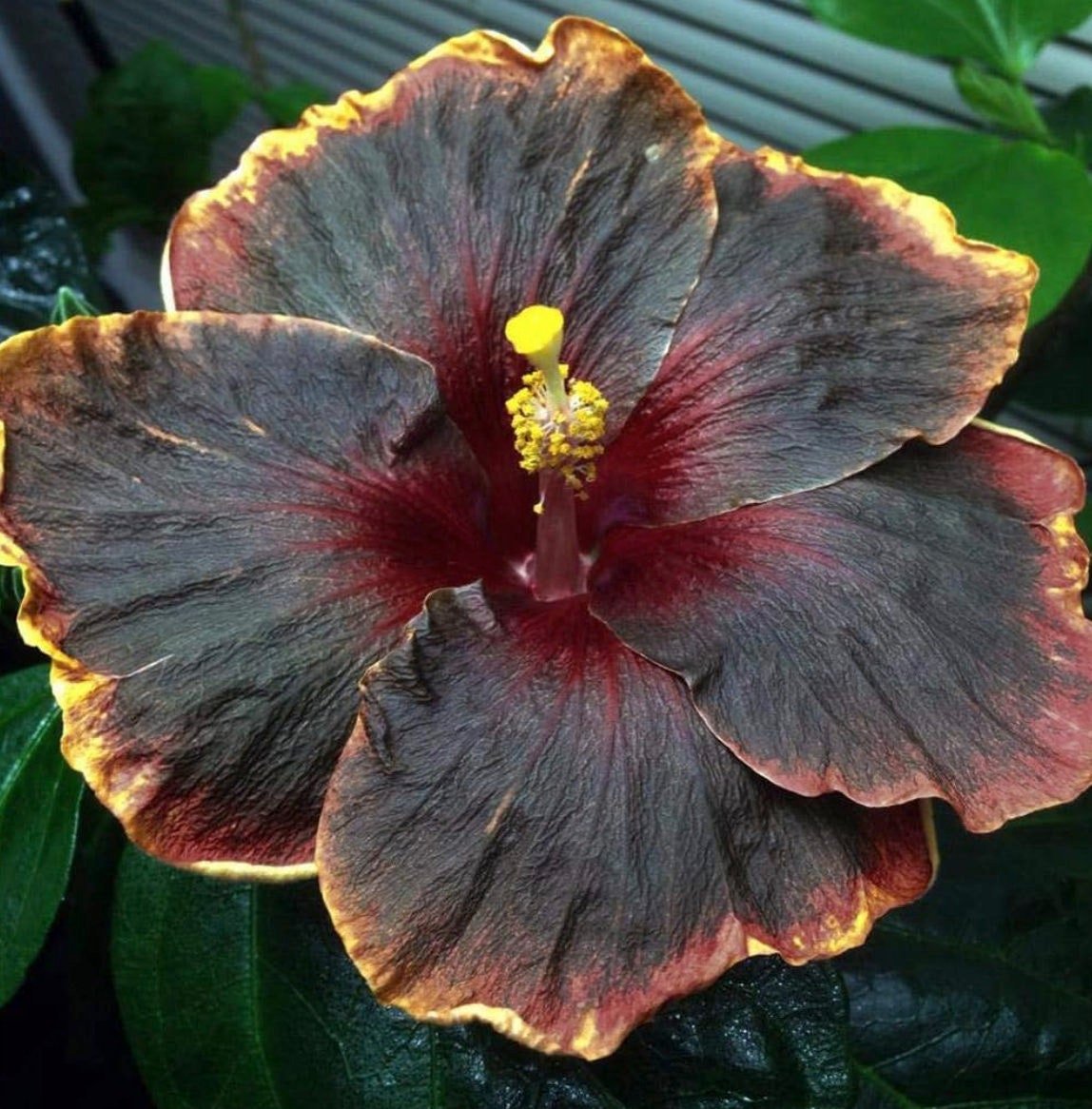 Rare Black Pink Purple Hibiscus Seeds "Black Rainbow" Giant Flower Tropical Seeds - Perennial - Easy to Grow - Huge Flowers - Tampa Home & Garden Store