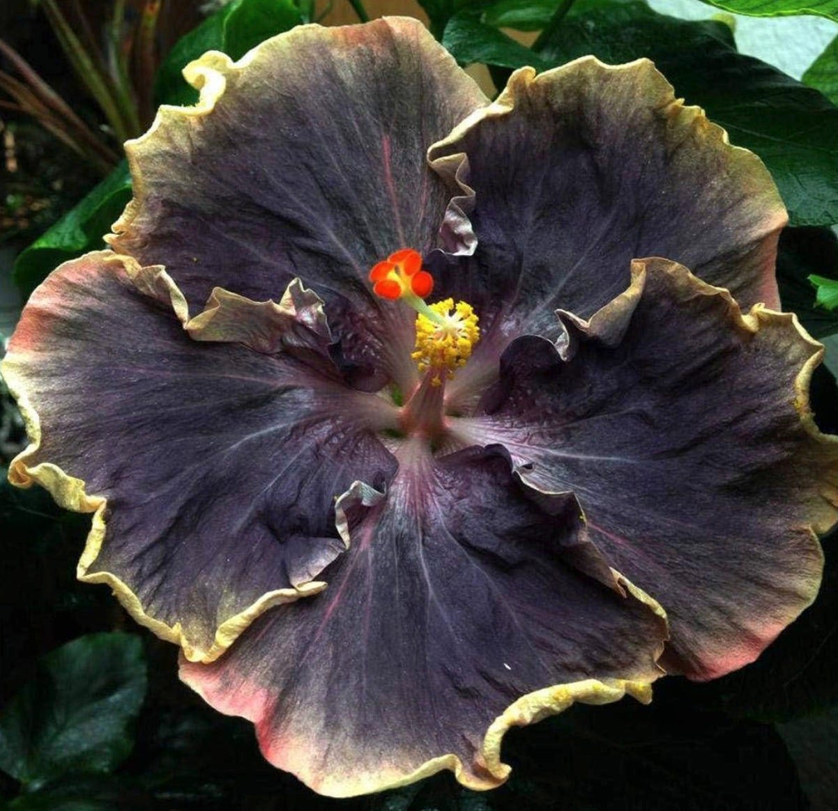 Rare Black Pink Purple Hibiscus Seeds "Black Rainbow" Giant Flower Tropical Seeds - Perennial - Easy to Grow - Huge Flowers - Tampa Home & Garden Store