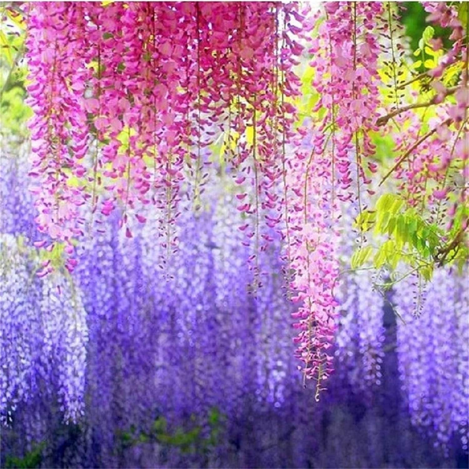 Rare Mixed Color Wisteria Bonsai Tree Seeds - Highly Prized Flowering Japanese - Tampa Home & Garden Store