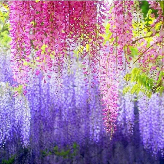 Rare Mixed Color Wisteria Bonsai Tree Seeds - Highly Prized Flowering Japanese - Tampa Home & Garden Store