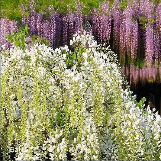 Rare Mixed Color Wisteria Bonsai Tree Seeds - Highly Prized Flowering Japanese - Tampa Home & Garden Store