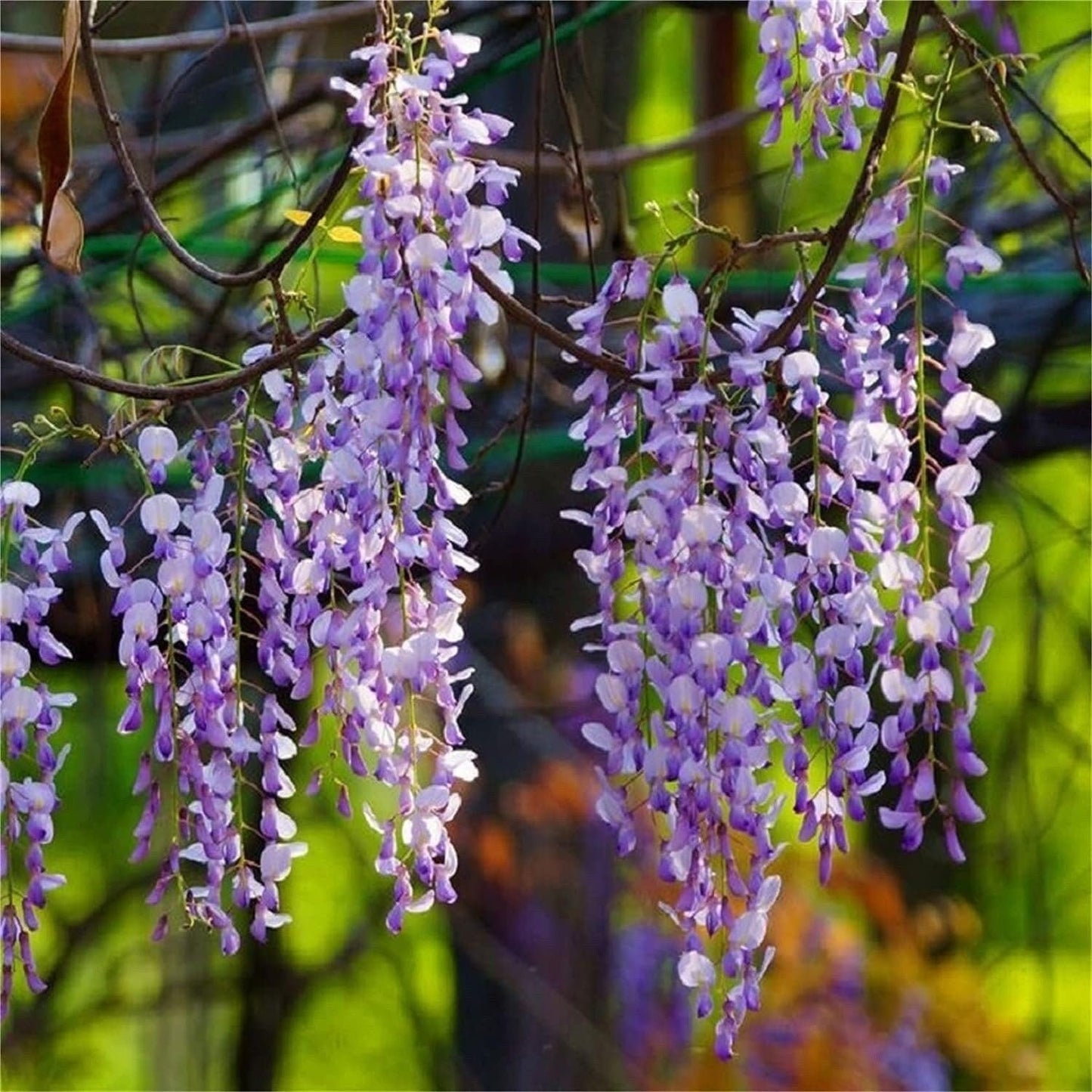 Rare Mixed Color Wisteria Bonsai Tree Seeds - Highly Prized Flowering Japanese - Tampa Home & Garden Store