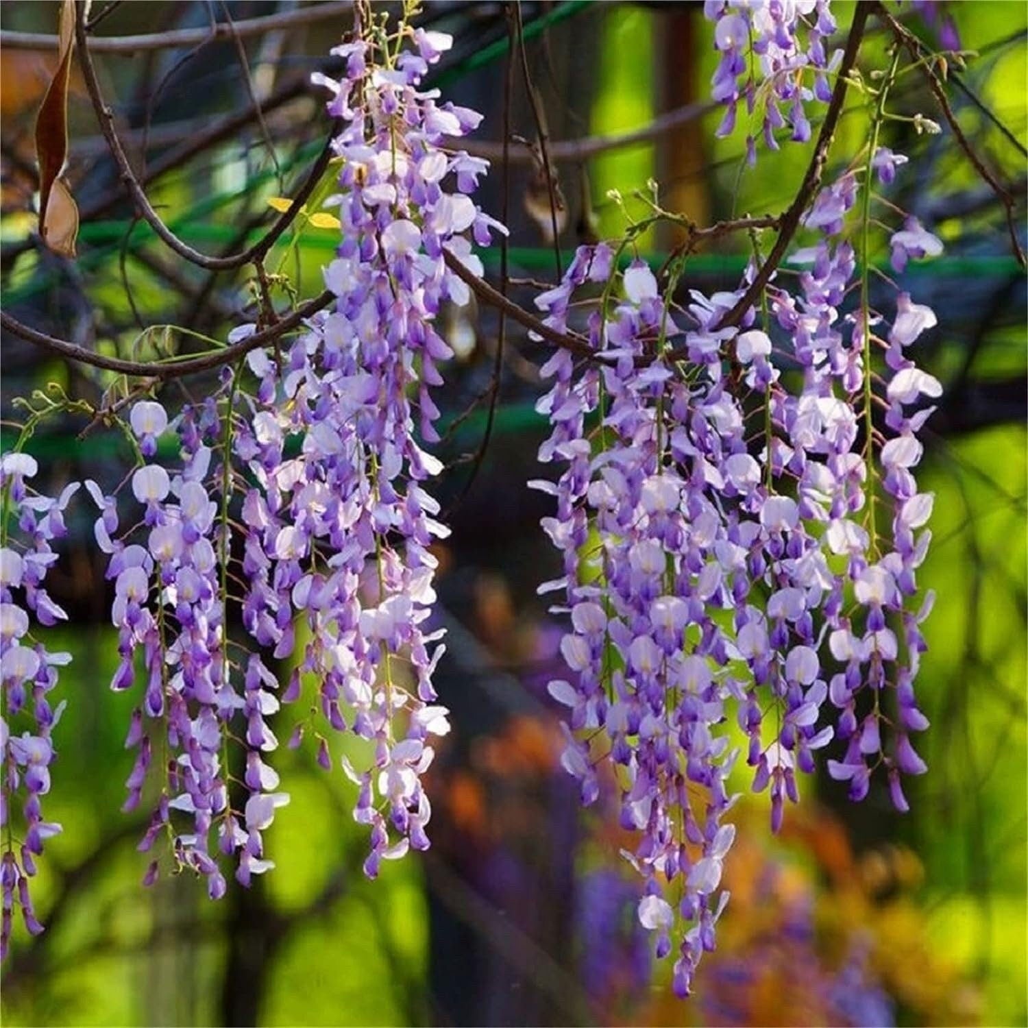 Rare Mixed Color Wisteria Bonsai Tree Seeds - Highly Prized Flowering Japanese - Tampa Home & Garden Store