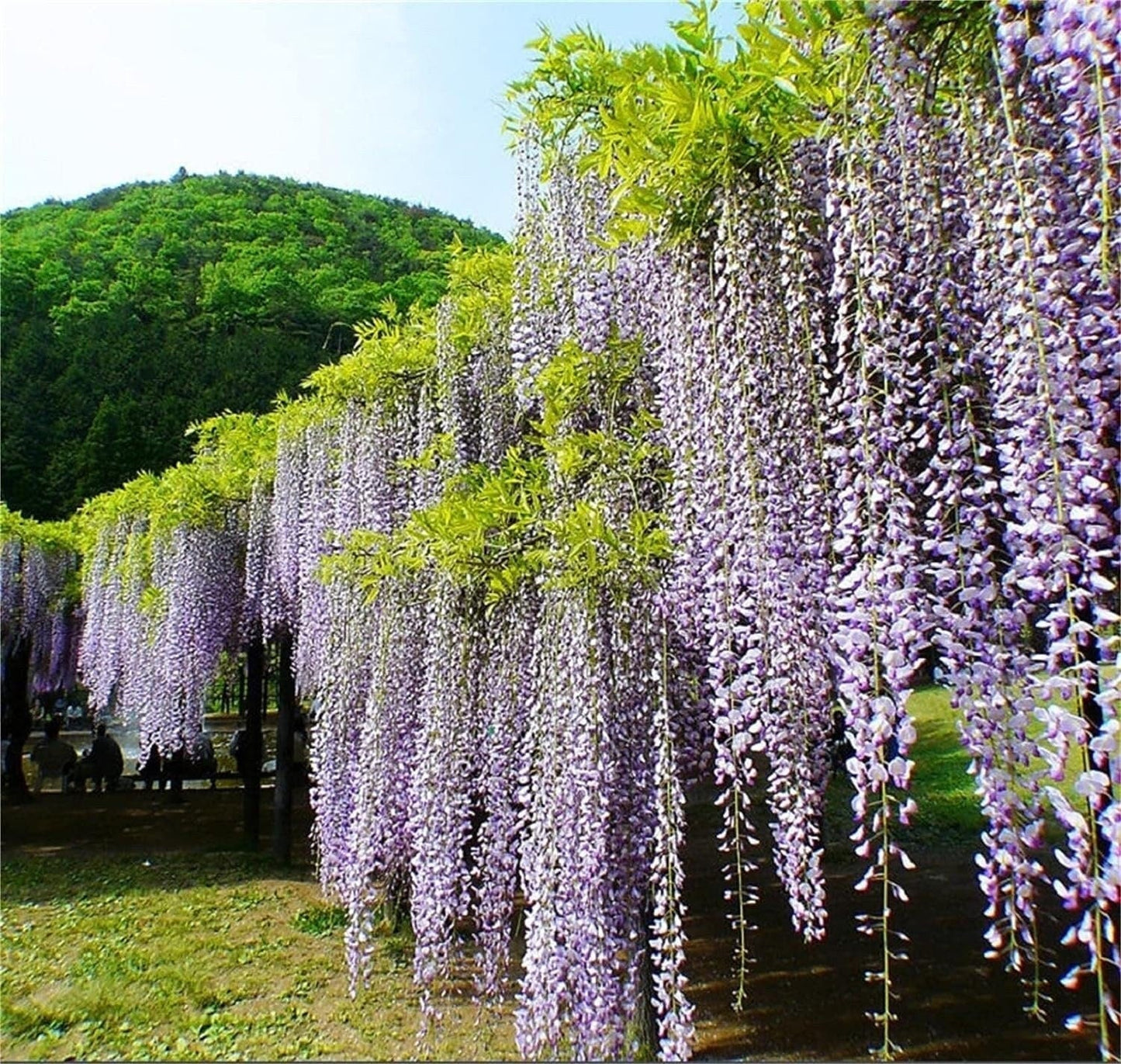 Rare Mixed Color Wisteria Bonsai Tree Seeds - Highly Prized Flowering Japanese - Tampa Home & Garden Store