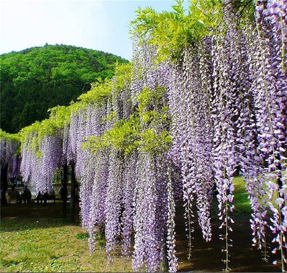 Rare Mixed Color Wisteria Bonsai Tree Seeds - Highly Prized Flowering Japanese - Tampa Home & Garden Store