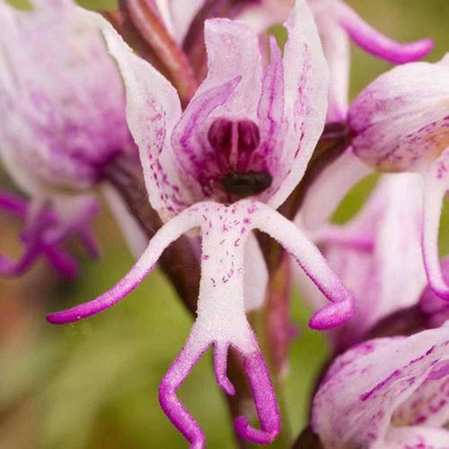 Rare Orchid - 100 Seeds - Non-Gmo - Man Flowers Monkey Orchid - Tampa Home & Garden Store