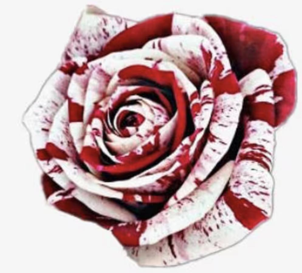 Rare White Blood Rose Plant Flower Seeds Flower Garden Asaka Rare True Blood Rose - Tampa Home & Garden Store