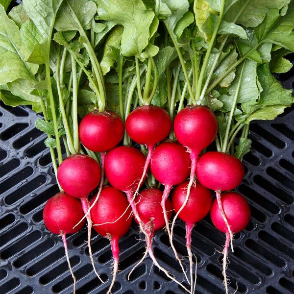 Raxe Radish seeds: several red radish bulbs with green tops, Seedtime Store on Tampa Home & Garden Store