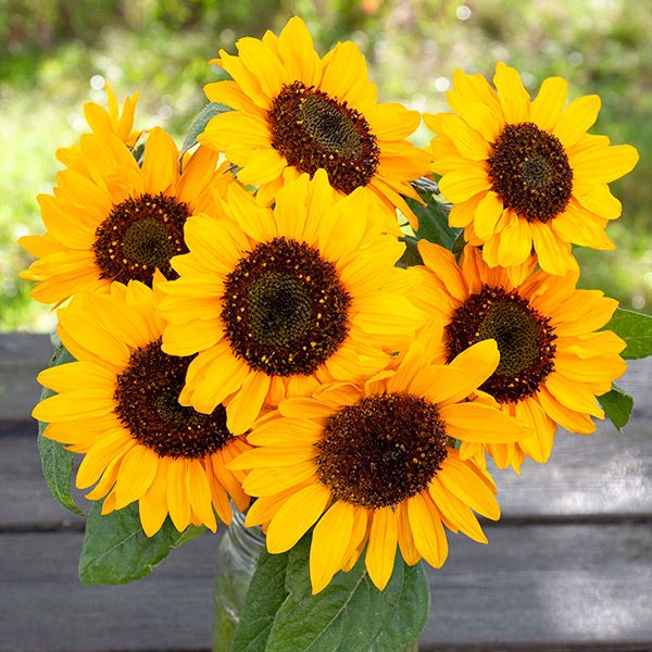 Hella Sonnenblume sunflower bouquet, 7 bright yellow blooms with dark centers in a vase on Tampa Home & Garden Store