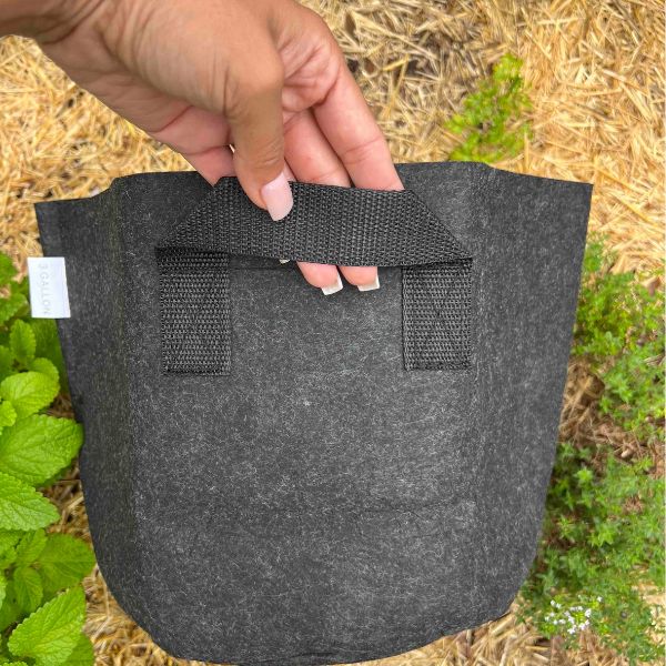 Ready-to-Go Ecosystem with Esienia fiteda composting worms - Tampa Home & Garden Store