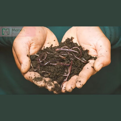 Ready-to-Go Ecosystem with Esienia fiteda composting worms - Tampa Home & Garden Store