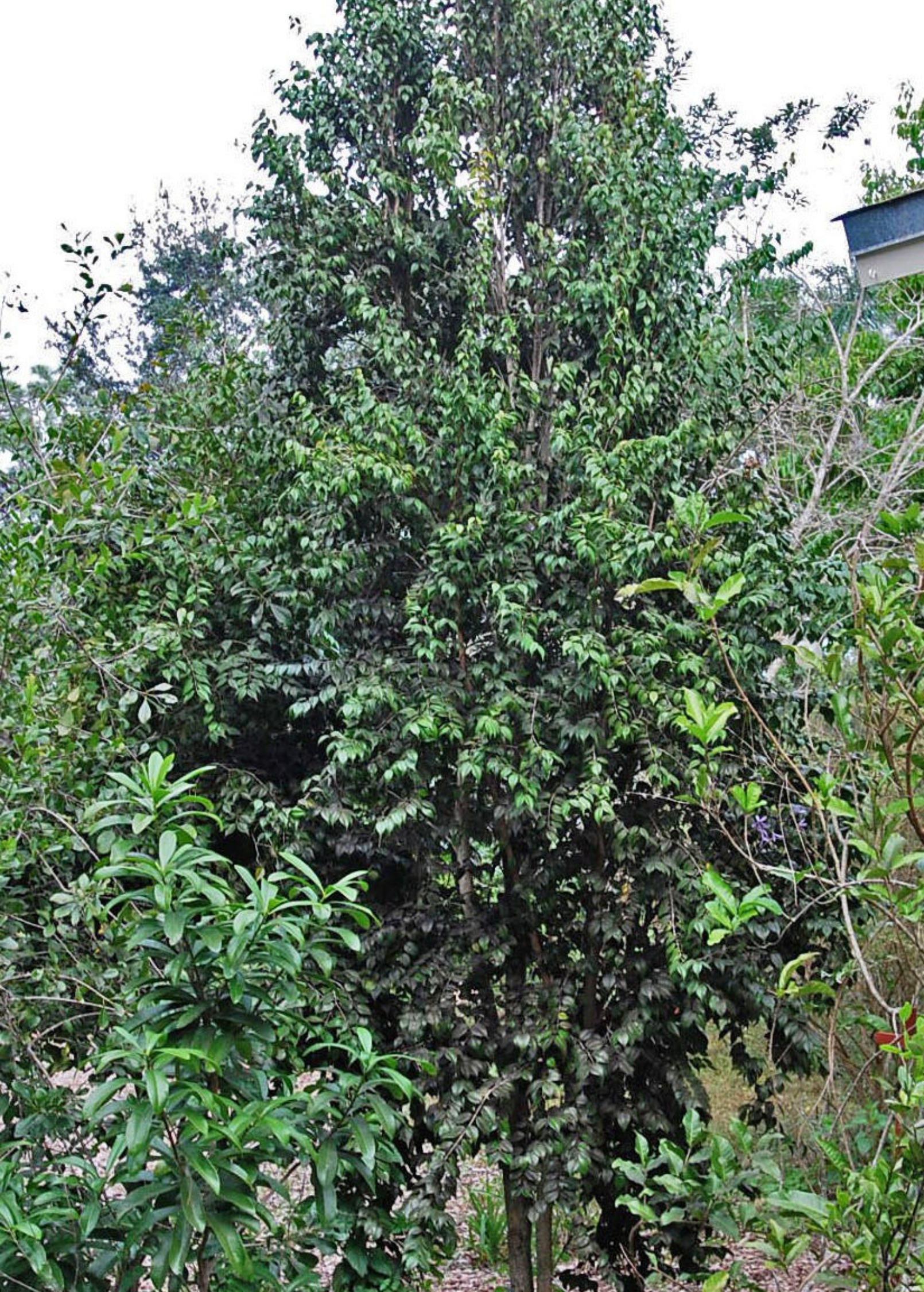 Red Berry Stopper (Eugenia confusa) - Tampa Home & Garden Store