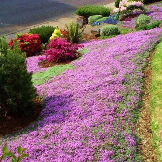 Red Carpet Creeping Thyme Ground Cover - 5000 Plant Seeds Perennial- Non-Gmo - Heirloom Flower - Tampa Home & Garden Store