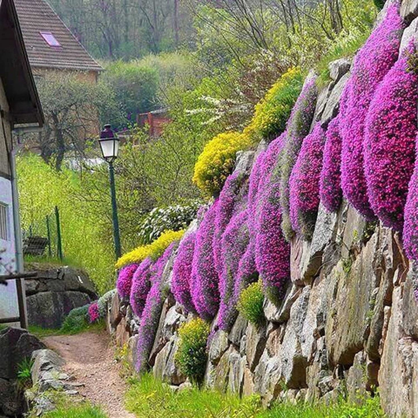 Red Carpet Creeping Thyme Ground Cover - 5000 Plant Seeds Perennial- Non-Gmo - Heirloom Flower - Tampa Home & Garden Store
