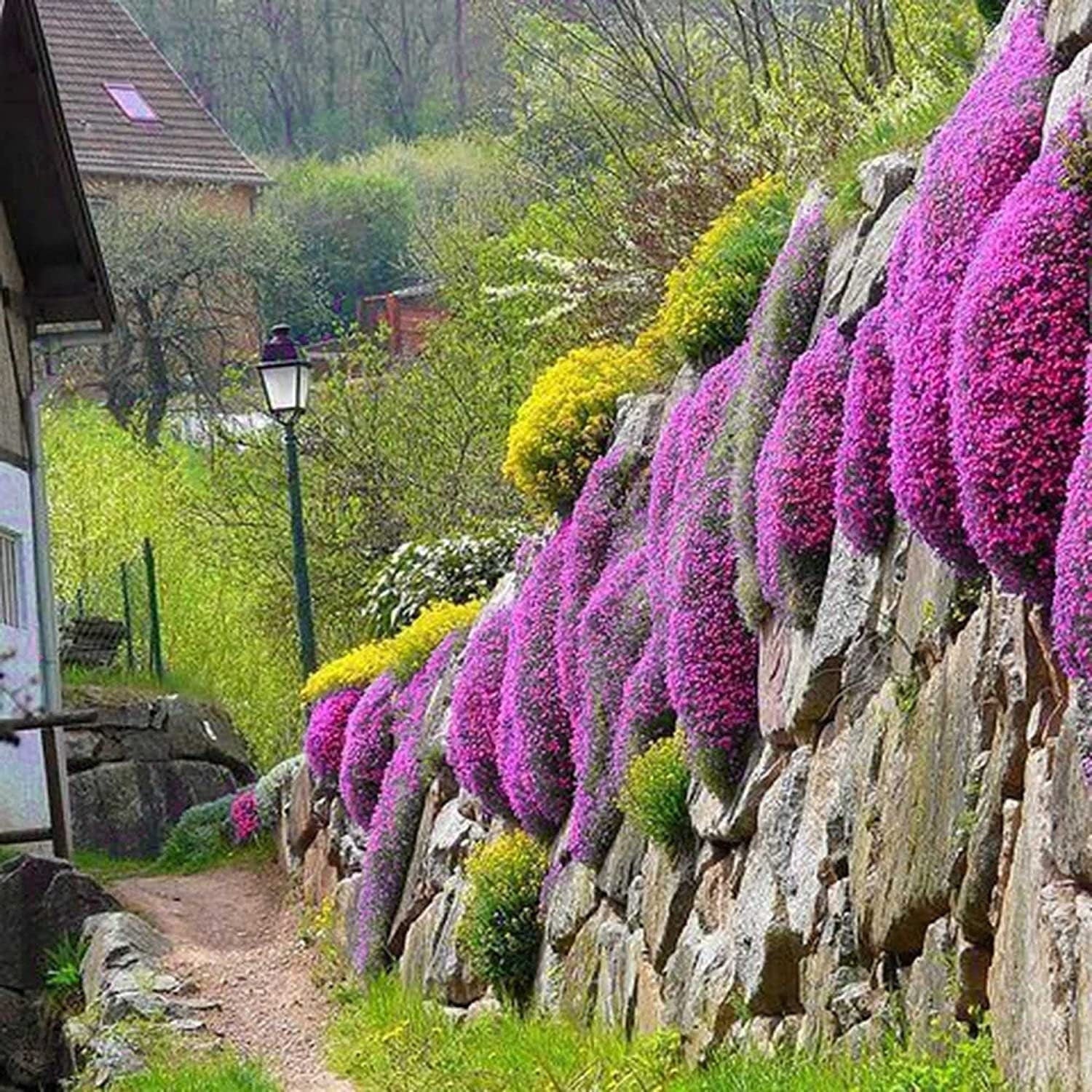 Red Carpet Creeping Thyme Ground Cover - 5000 Plant Seeds Perennial- Non-Gmo - Heirloom Flower - Tampa Home & Garden Store