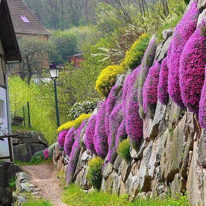 Red Carpet Creeping Thyme Ground Cover - 5000 Plant Seeds Perennial- Non-Gmo - Heirloom Flower - Tampa Home & Garden Store