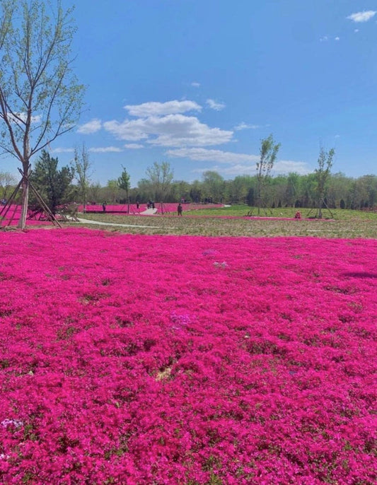 Red Creeping Thyme Seeds - Easy-Grow, Fragrant Ground Cover Plants, Open Pollinated - Thymus Serpyllum - Tampa Home & Garden Store