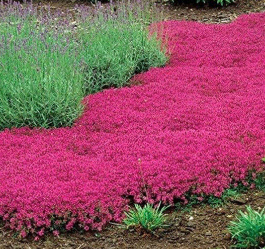 Red Creeping Thyme Seeds - Easy-Grow, Fragrant Ground Cover Plants, Open Pollinated - Thymus Serpyllum - Tampa Home & Garden Store