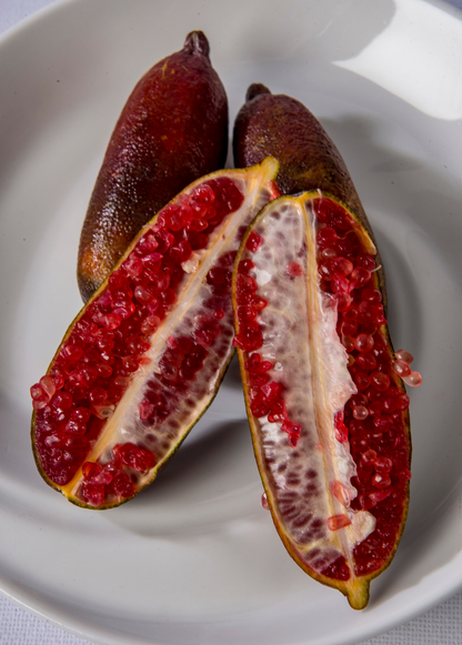 Red Finger Lime Tree (Citrus australasica) - Tampa Home & Garden Store