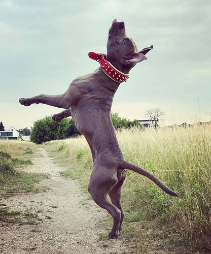 Red "Frenchie" collar - Tampa Home & Garden Store
