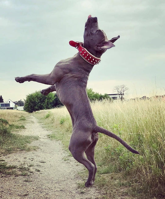 Red "Frenchie" collar - Tampa Home & Garden Store