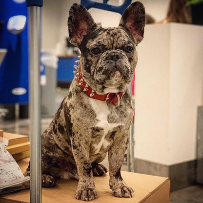 Red "Frenchie" collar - Tampa Home & Garden Store