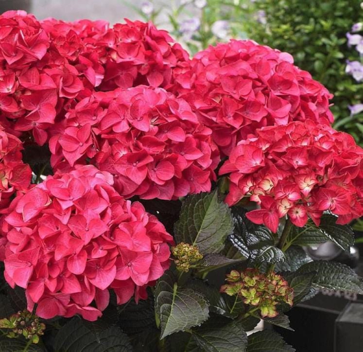 Red Hydrangea Seeds - Beautiful Attractive Showy and Hardy Perennial Flowers - Tampa Home & Garden Store
