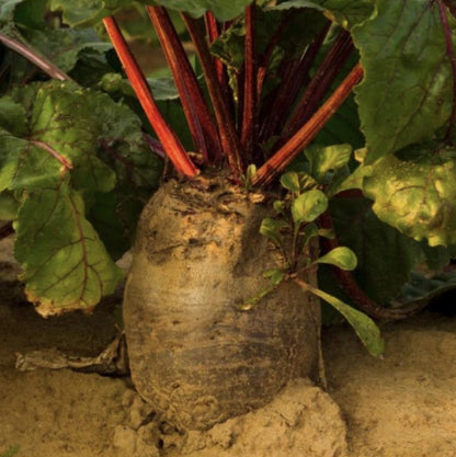 Red Mammoth Fodder Beet - 250 Seeds - Non-Gmo Heirloom - Tampa Home & Garden Store