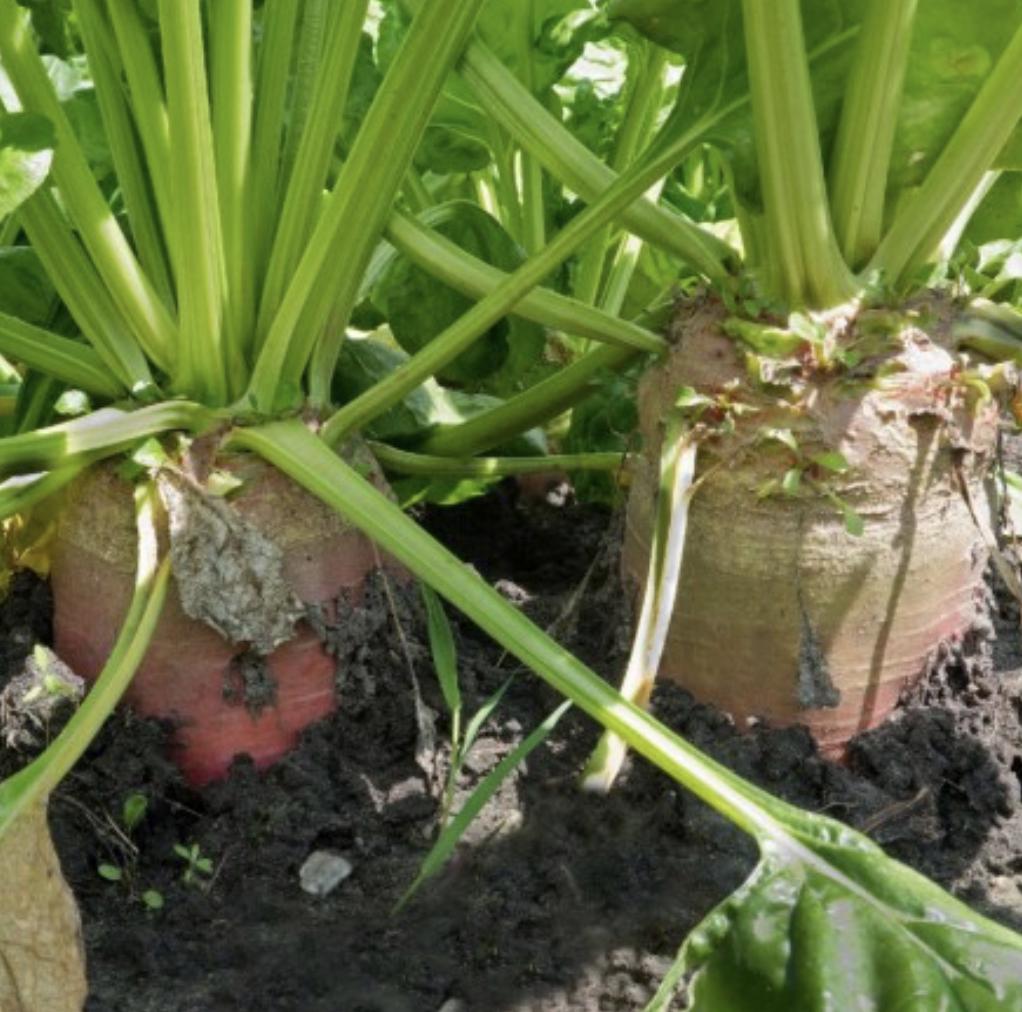 Red Mammoth Fodder Beet - 250 Seeds - Non-Gmo Heirloom - Tampa Home & Garden Store