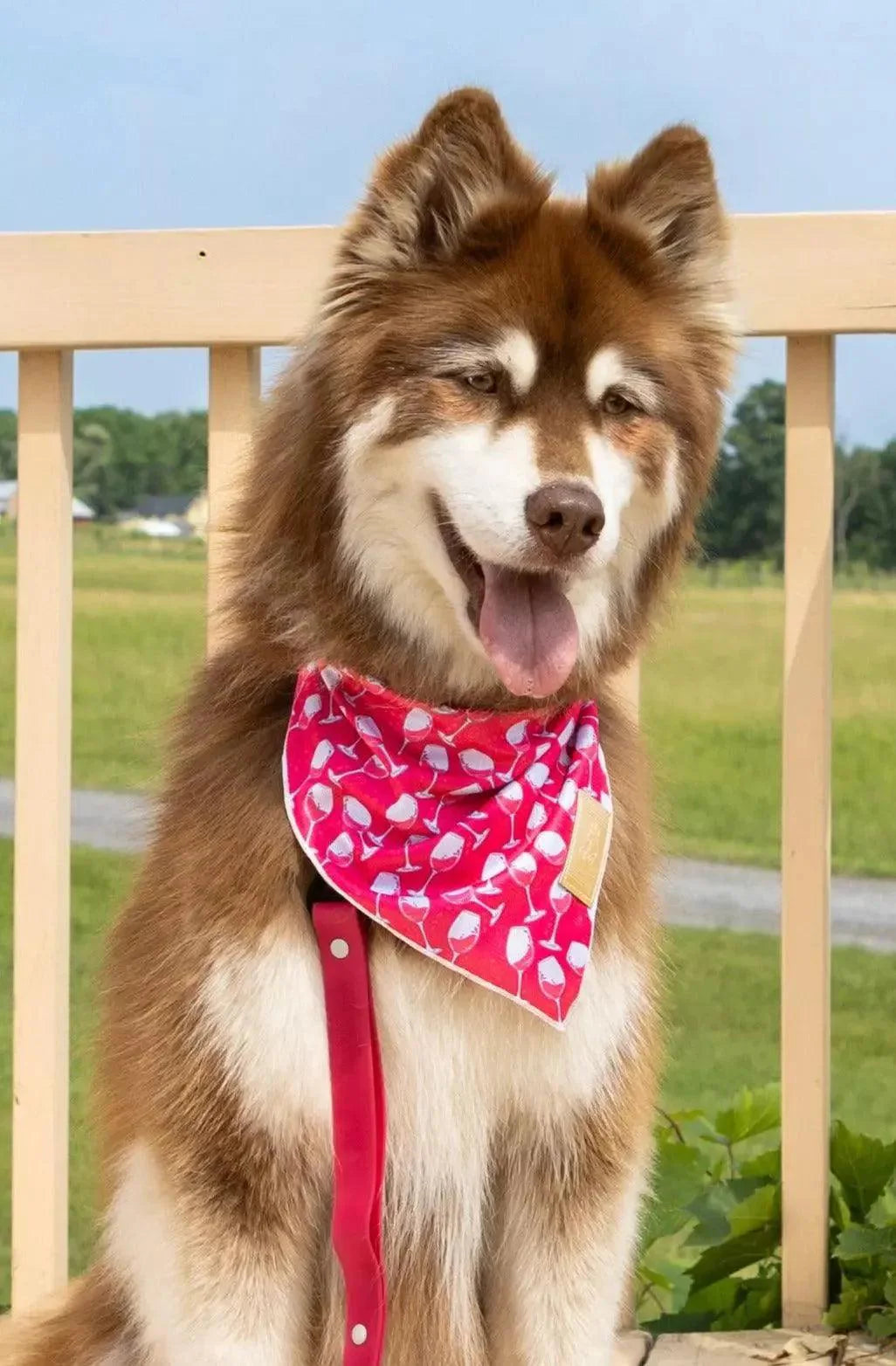 Red Mountain Syrah Dog Bandana - Tampa Home & Garden Store