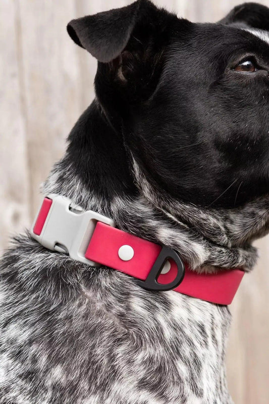 Red Mountain Syrah Waterproof Dog Collar - Tampa Home & Garden Store