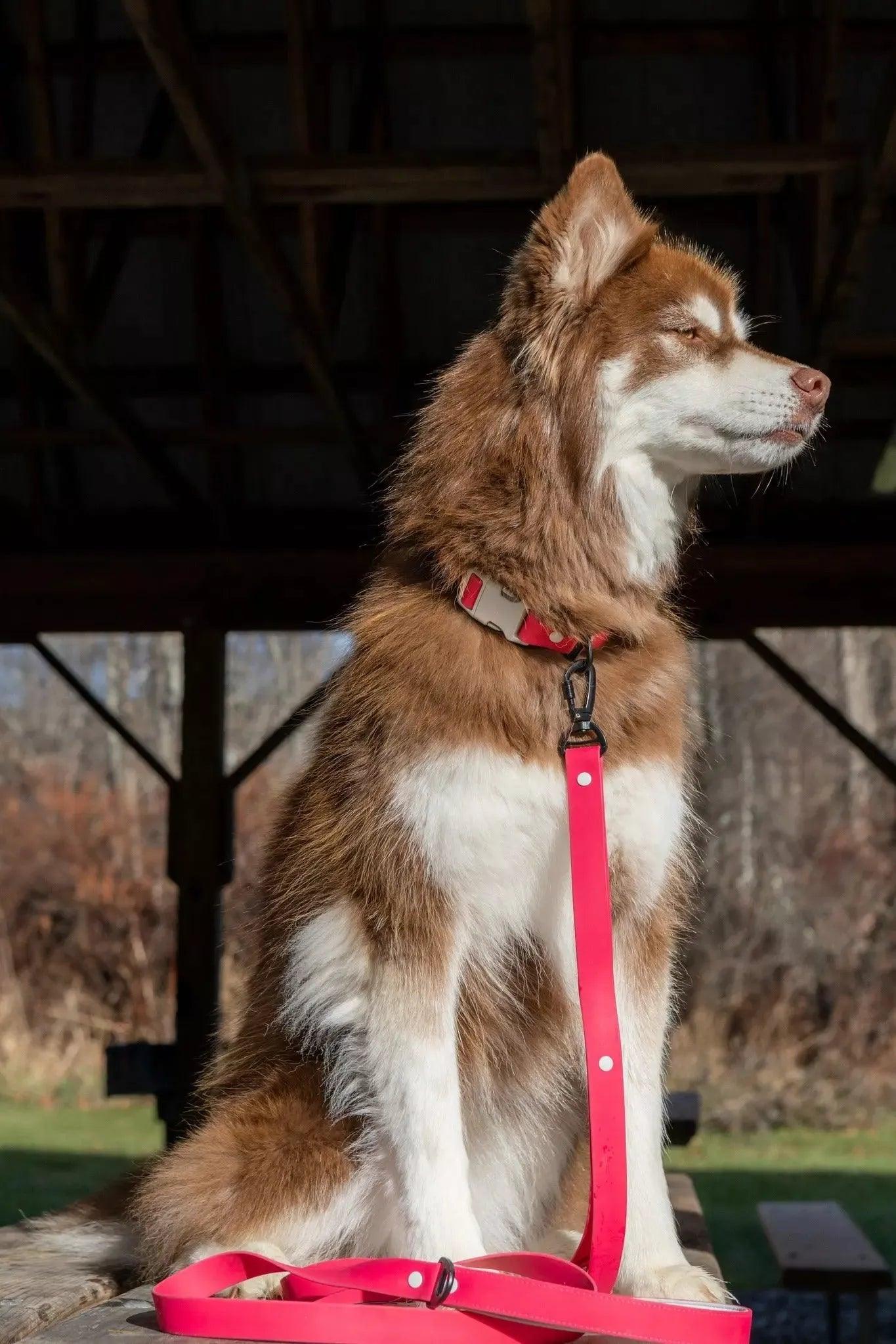 Red Mountain Syrah Waterproof Dog Leash - Tampa Home & Garden Store