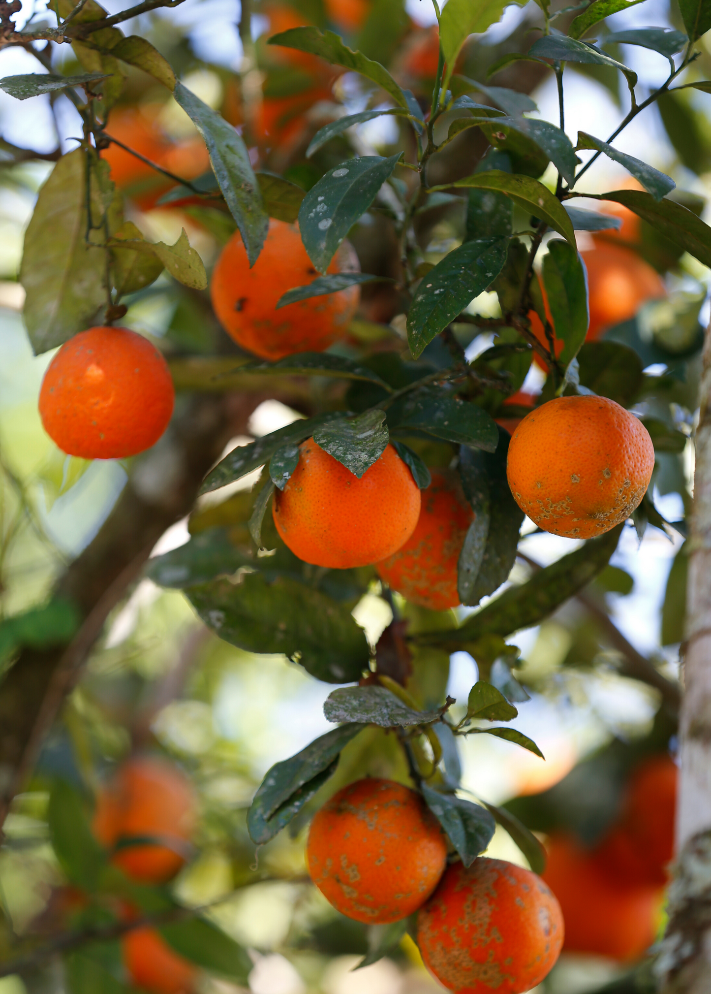Red Rangpur Lime Tree Hybrid (Citrus limonia Osbeck Rutacae) - Tampa Home & Garden Store