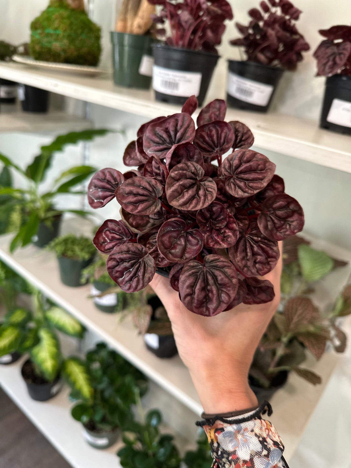 'Red Ripple' Peperomia - Tampa Home & Garden Store