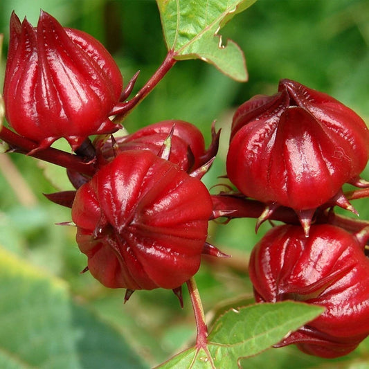 Red Roselle Seeds - (Hibiscus Sabdariffa) Jamaican Sorrel Seeds - Florida Cranberry - Indian Roselle - Vibrant Hibiscus Wonders - Tampa Home & Garden Store