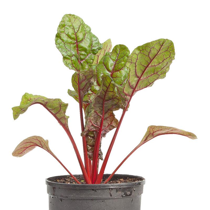 Red Ruby Chard Seeds (Organic) - Tampa Home & Garden Store