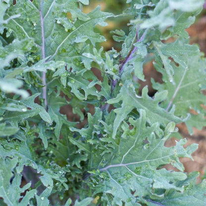 Red Russian Kale Seeds (Organic) - Tampa Home & Garden Store