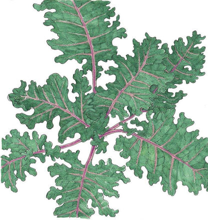 Red Russian Kale Seeds (Organic) - Tampa Home & Garden Store